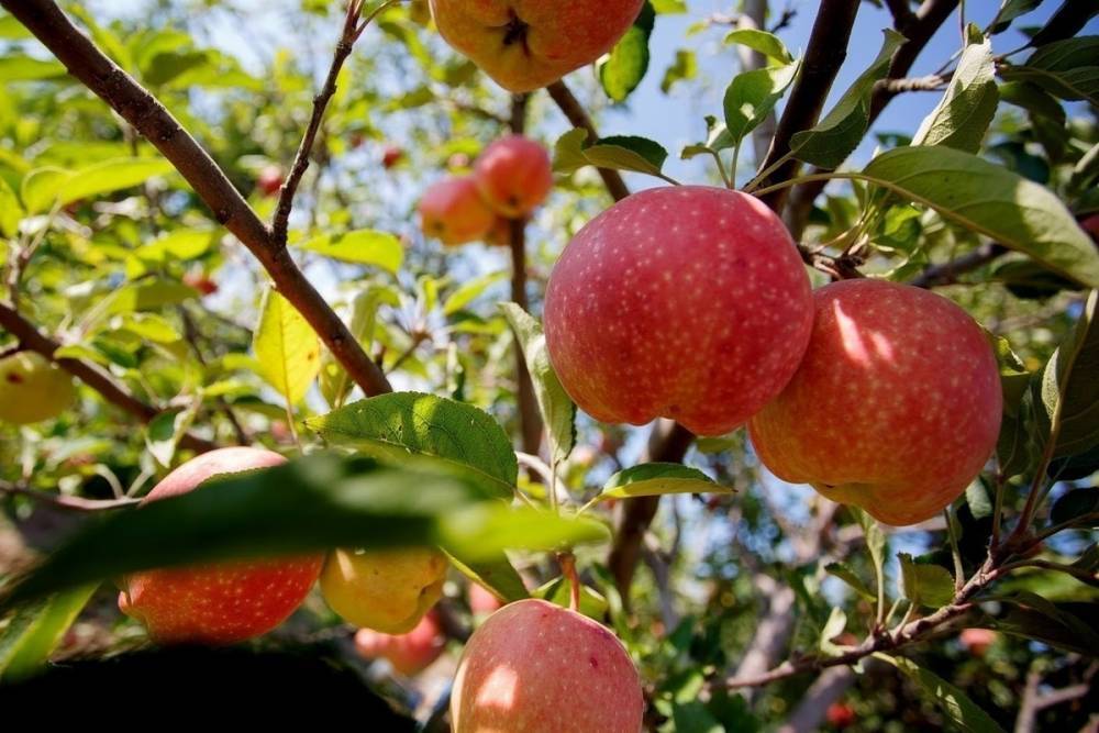 Врачи предупреждают об опасности чрезмерного употребления яблок