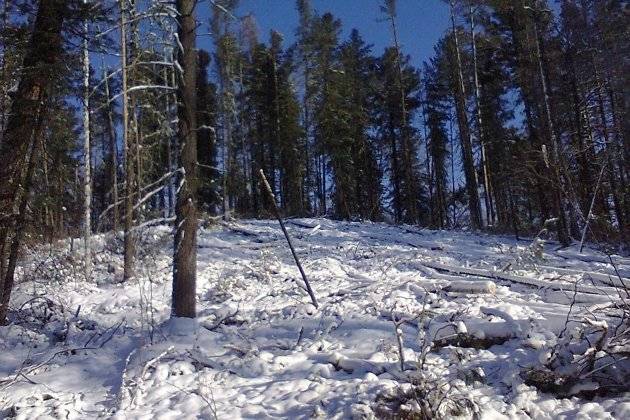 Бригадир лесной компании незаконно срубил кедр и другие деревья на 19 млн руб.