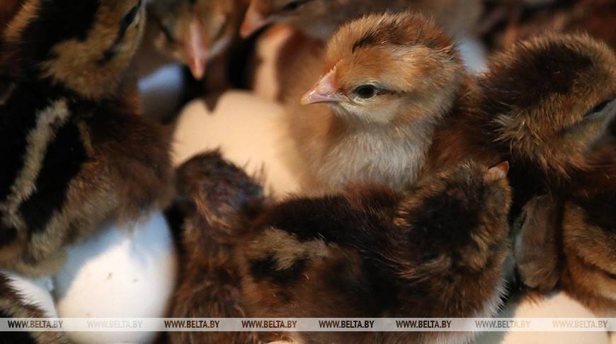 Беларусь ограничивает ввоз птицы из Краснодарского края из-за птичьего гриппа