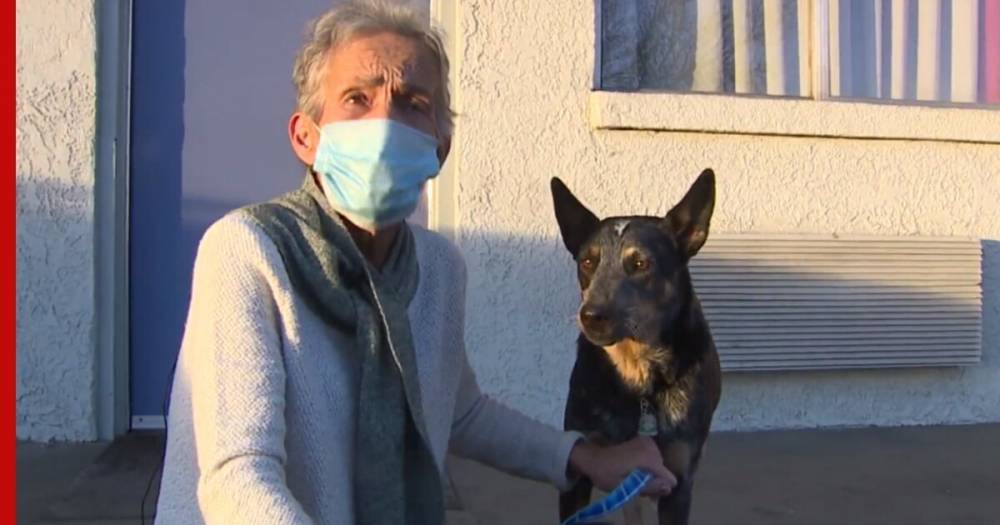 Похищенная вместе с машиной собака вернулась к хозяйке спустя 2 недели