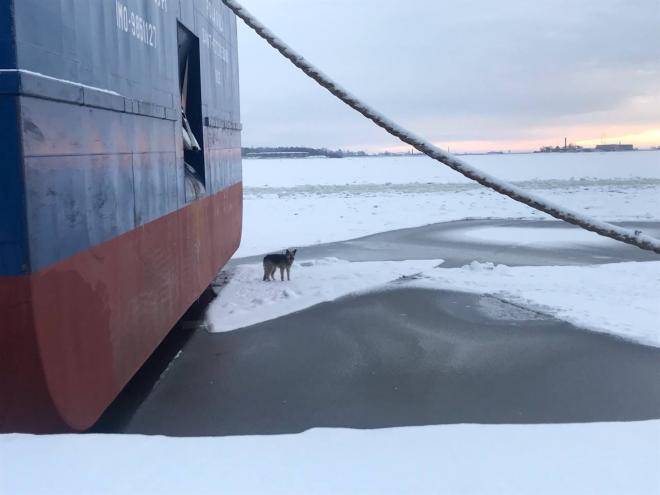 Потерявшуюся во Всеволожске собаку нашли на льдине у Кронштадта