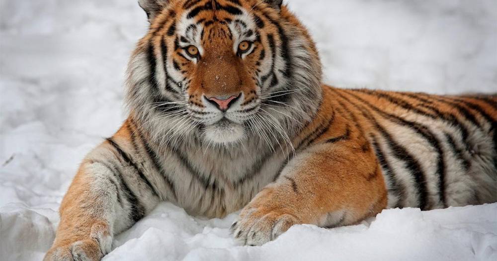 Россиянин сядет за торговлю костями амурских тигров