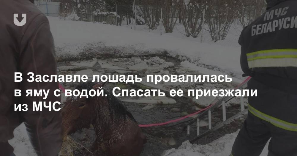 В Заславле лошадь провалилась в яму с водой. Спасать ее приезжали из МЧС