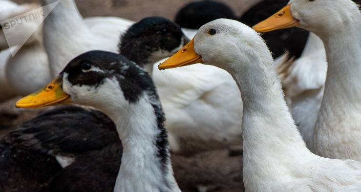 После кур взялись за гусей: в Японии свирепствует птичий грипп