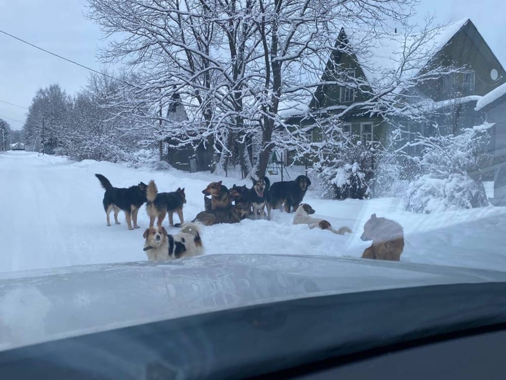 Жители Вырицы жалуются на стаю бродячих собак