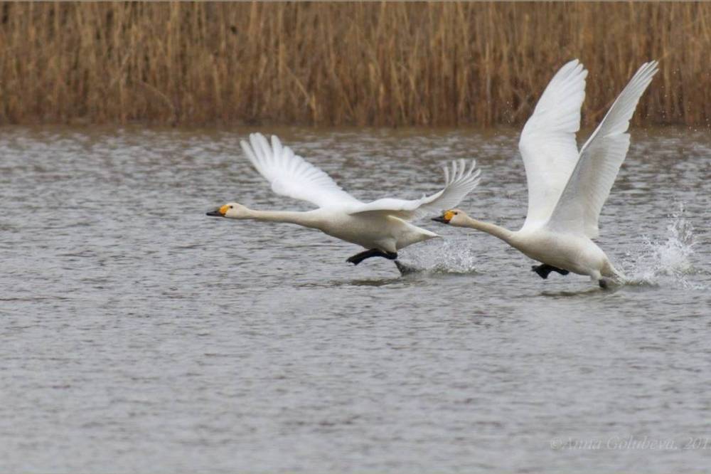 На озере в Ровенской области во время сильных морозов погибла семья лебедей