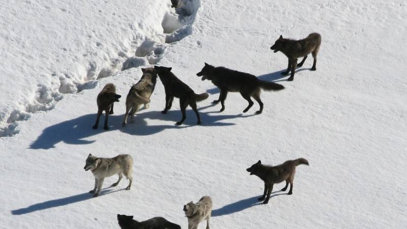 Голодные волки растерзали собак в деревне Вокнаволок