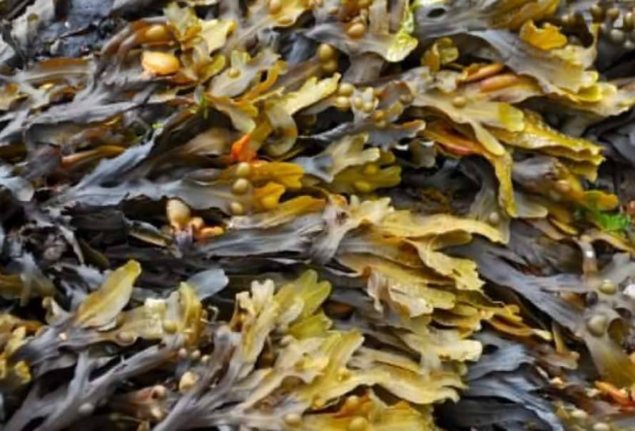 В Японском море обнаружены водоросли для борьбы с коронавирусом