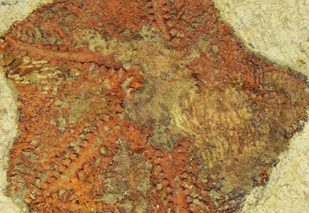 Ученые нашли останки одного из древнейших "обитателей" Земли (фото)