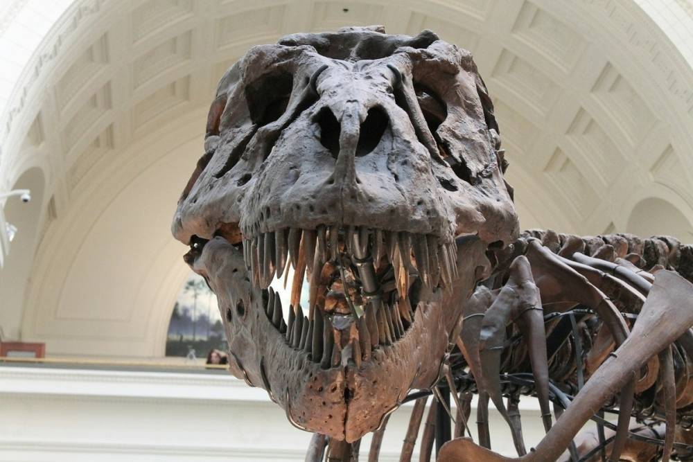 Останки самого крупного динозавра в истории нашли в Аргентине