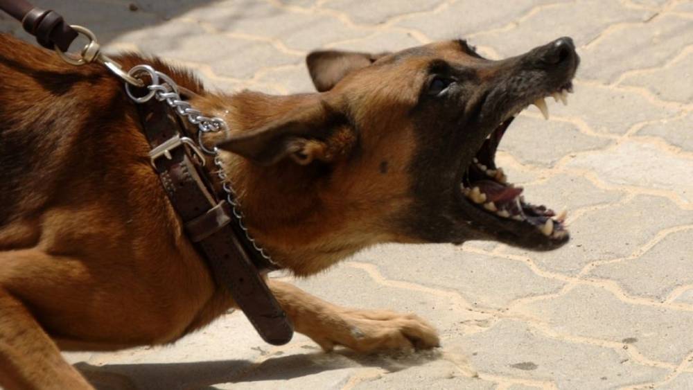 “Нос буквально висел”: собака растерзала школьнику лицо в Ивановской области