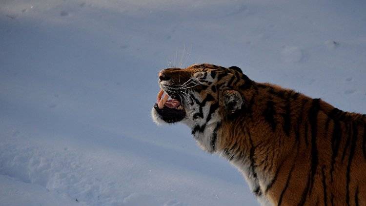 Зарубежный фотограф "поймал" прогулку амурского тигра по снегу