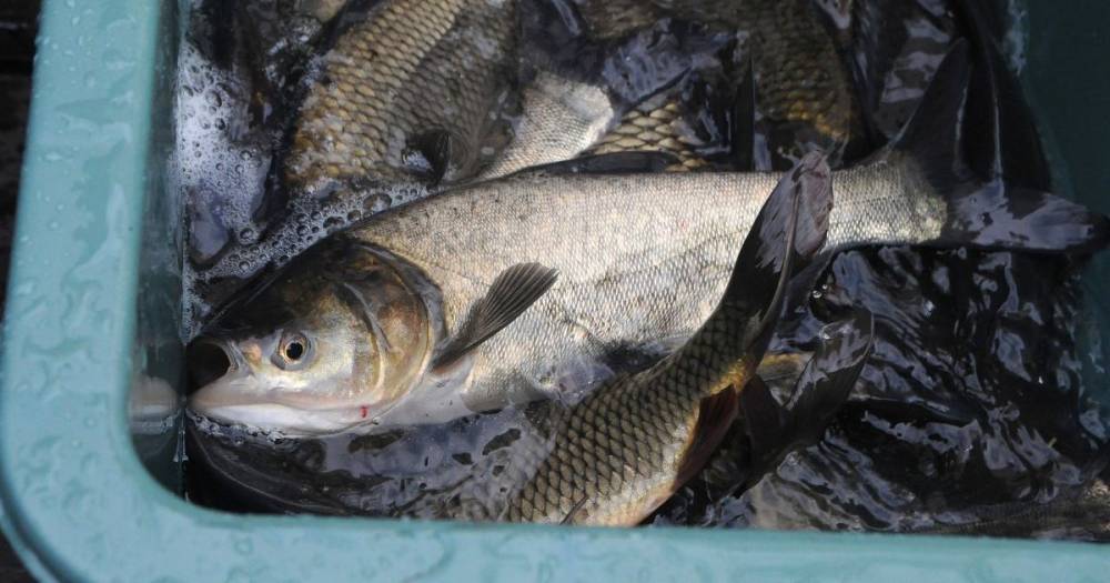 В 2020 году Украина установила рекорд по экспорту рыбы
