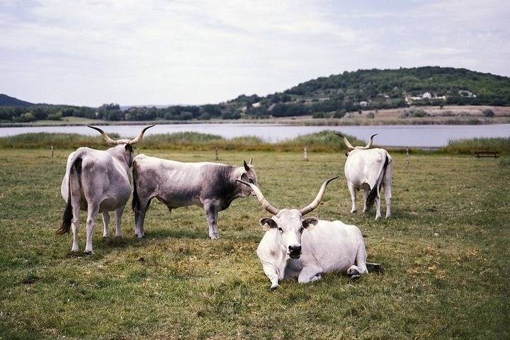 В 2020 году Татарстан закупил коров из Венгрии на 740 тыс долларов