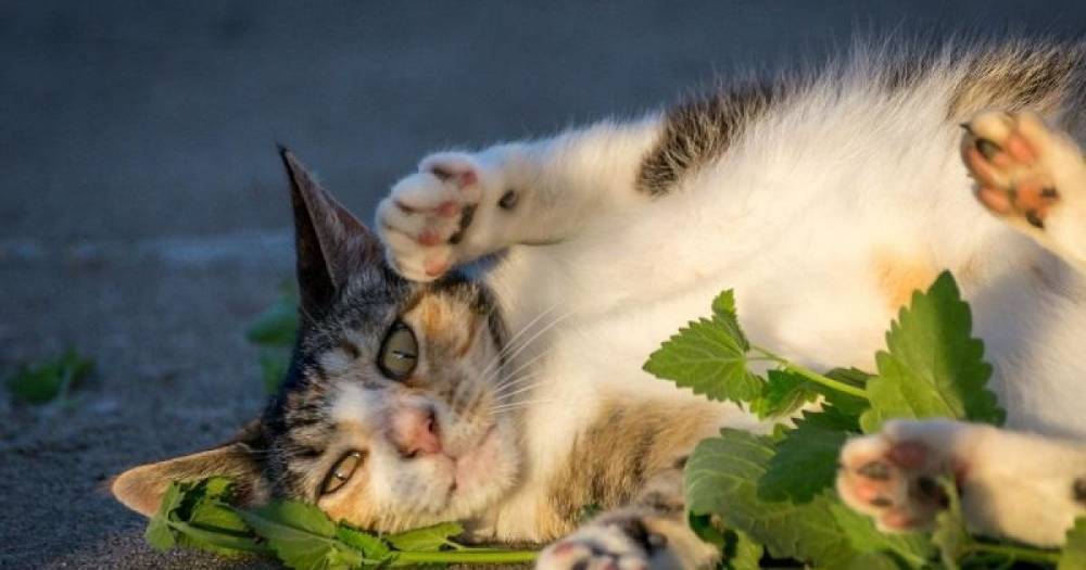 Ученые объяснили, почему мята сводит с ума котов