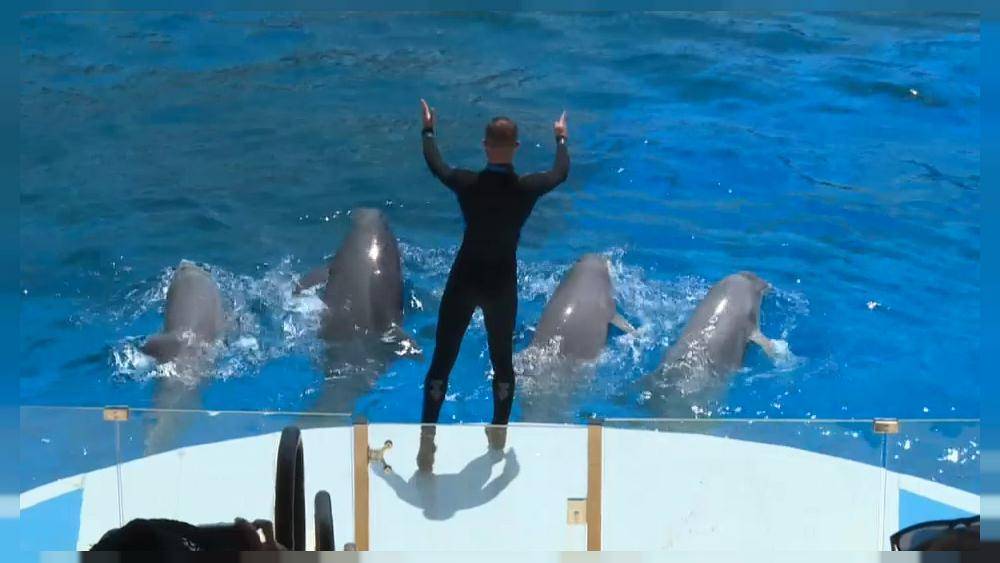 Парк "Астерикс" продолжит работу без дельфинов