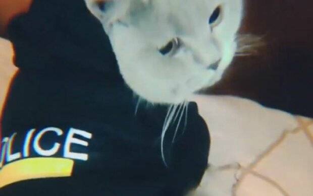Украинская полиция "наняла" на работу кота: что входит в его обязанности