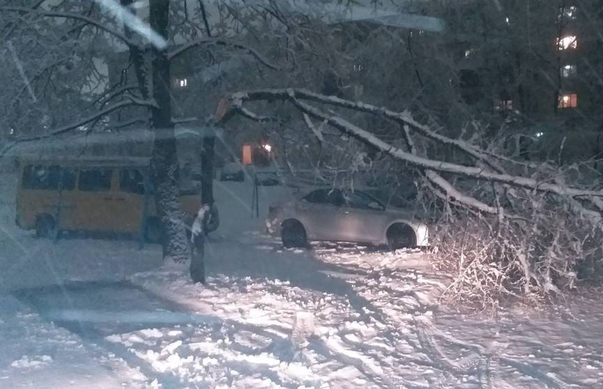 Циклон «Ларс» в Гродно: из-за обильного снегопада деревья и ветки падают на дорогу