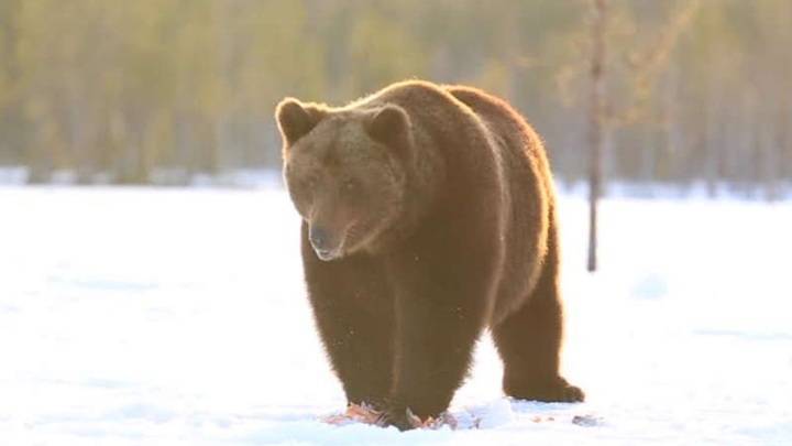 В Красноярском крае будут ликвидированы четыре медведя-шатуна