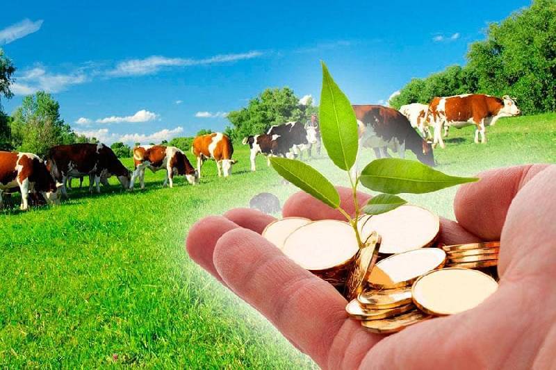 Смоленским фермерам выделят 94 млн рублей в качестве поддержки