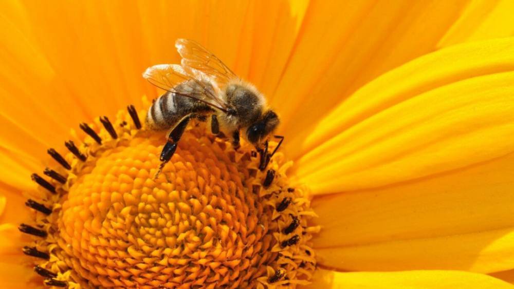 Биологи объяснили, почему исчезла четверть видов пчел