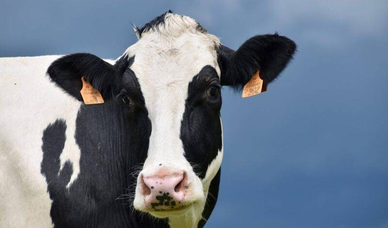 Молочный комплекс в КЧР увеличил поголовье скота в 2,5 раза