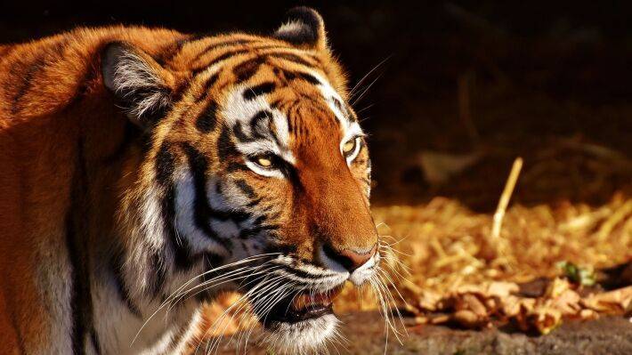 Заболевшую коронавирусом тигрицу в шведском зоопарке пришлось усыпить
