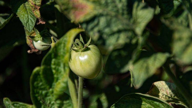 За первый месяц 2021 года в Крыму собрали 300 тонн томатов