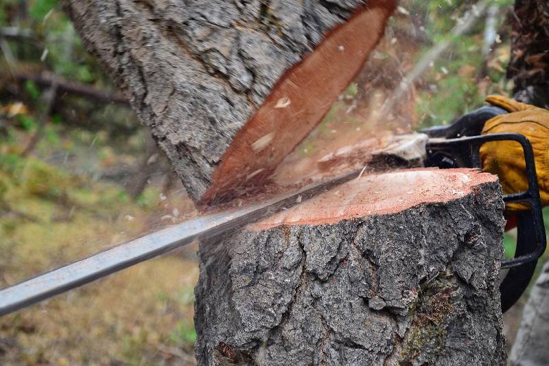 Смолянин спилил деревья на 334 тыс рублей