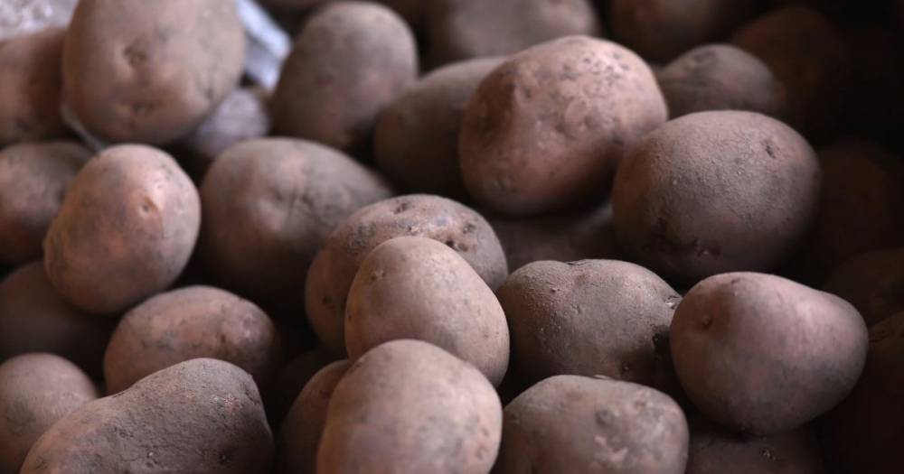 В Украине подорожал картофель: какая стоимость овоща