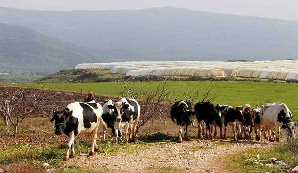СМИ: «Облава» на коров чревата новым ливано-израильским конфликтом
