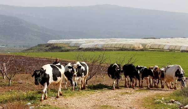 СМИ: Облава на коров чревата новым ливано-израильским конфликтом
