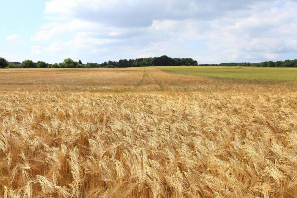 Псковские фермеры достигли «европейской» урожайности