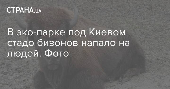 В эко-парке под Киевом стадо бизонов напало на людей. Фото