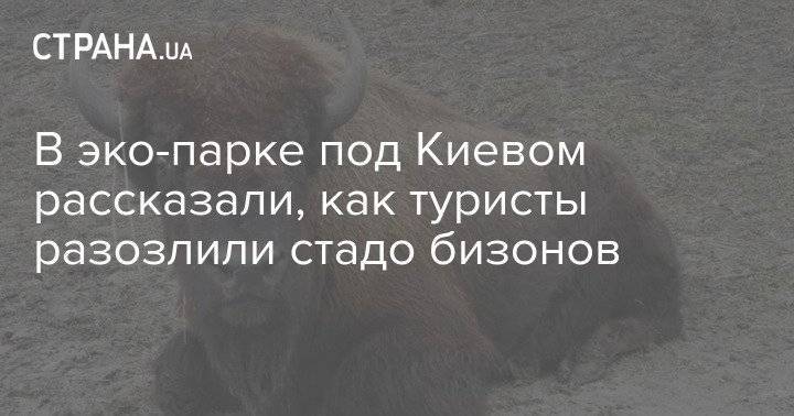 В эко-парке под Киевом рассказали, как туристы разозлили стадо бизонов
