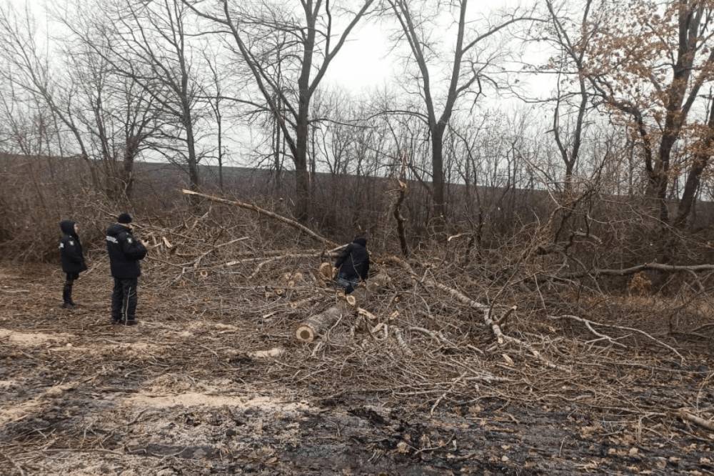 В Сумской области лесника убило веткой дерева