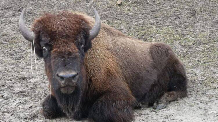 Под Киевом на семью с детьми напало стадо бизонов