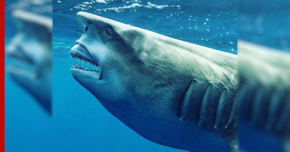 Похожую на Трампа акулу обнаружили во Флориде: фото