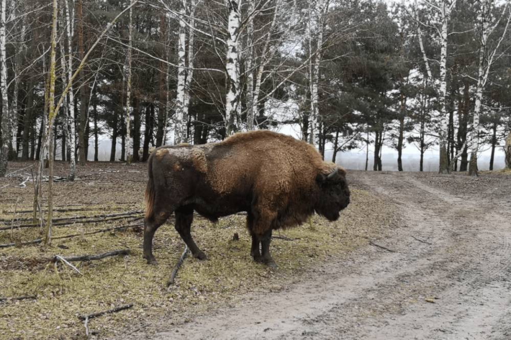 Под Киевом в эко-парке стадо бизонов атаковало семью