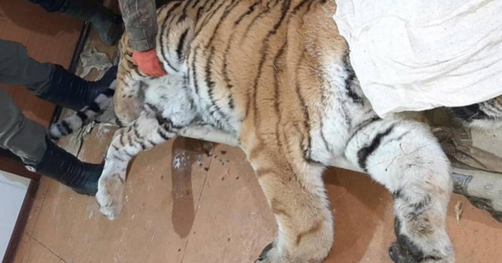 В Приморье задержаны два браконьера, убивших амурского тигра