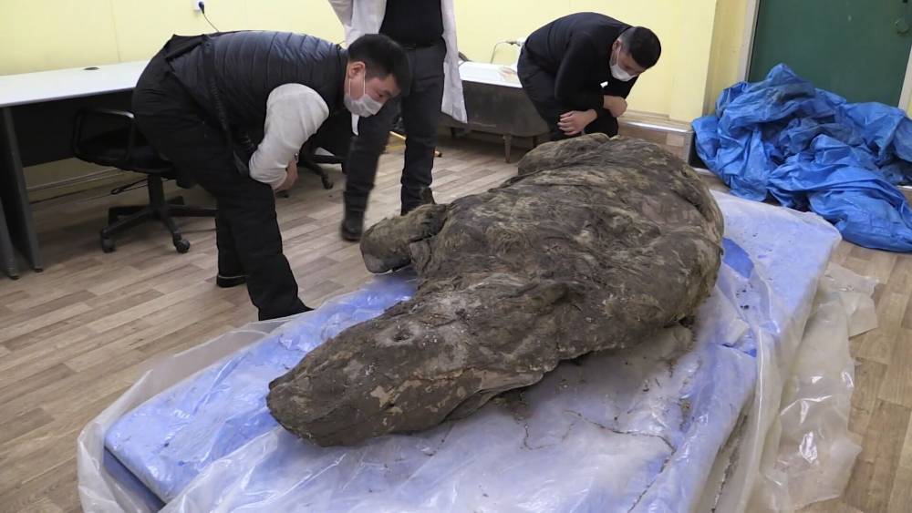 Останки древнего шерстистого носорога нашли в Якутии.