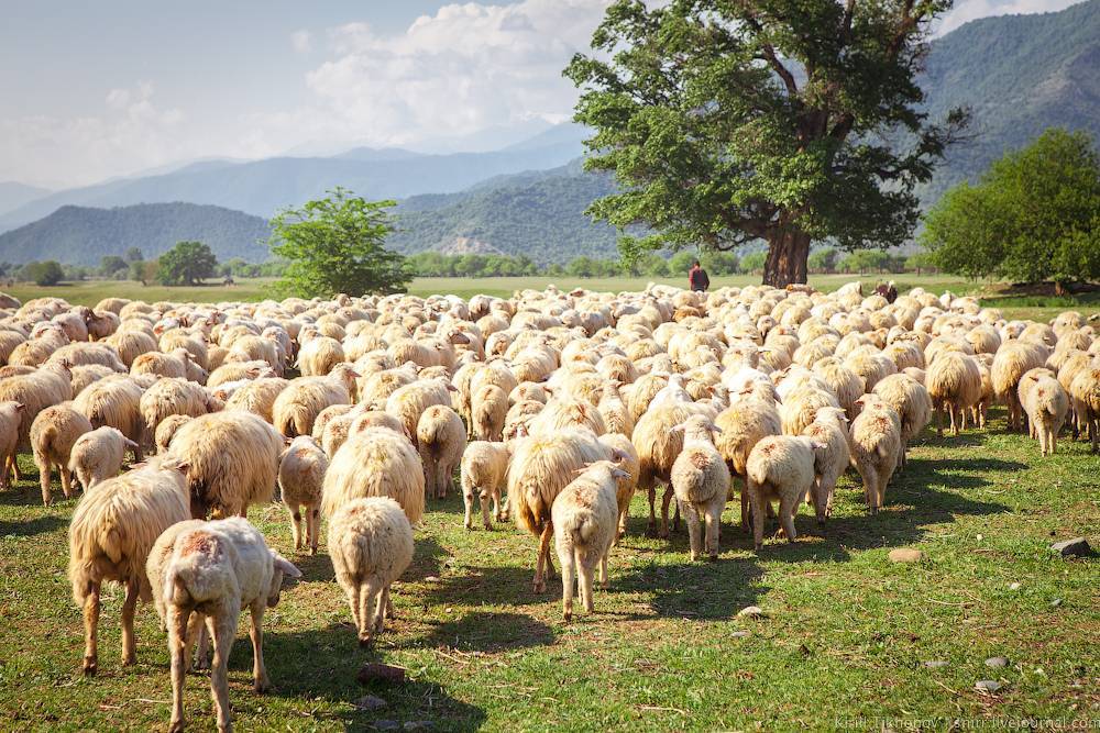 Овцеводство в Украине осуществило экспортный прорыв