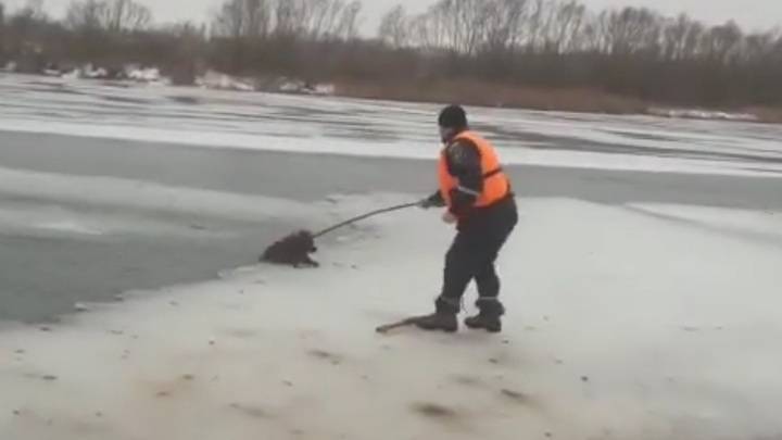 Спасатели помогли собакам вытащить друга из воды. Видео