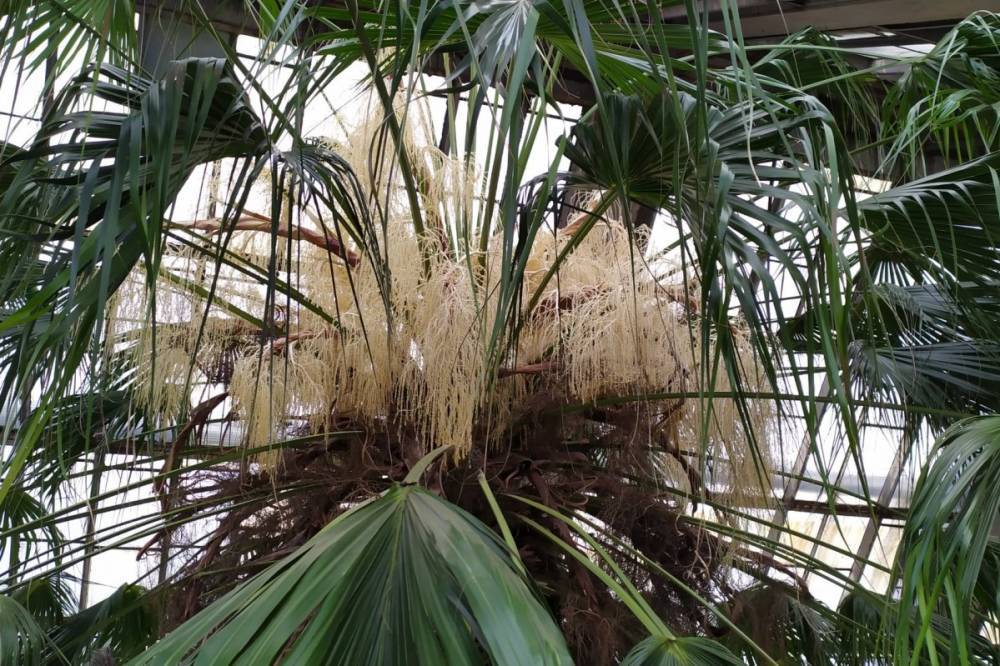 В Киеве расцвела уникальная пальма, которую завели в столицу более 180 лет назад: фото