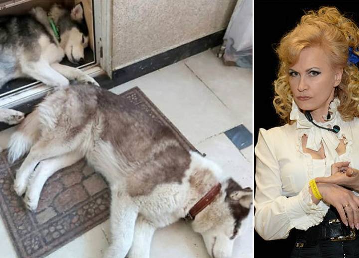 Выбросила в поле: экс-солистка «Миража» Разина избавилась от двух породистых собак