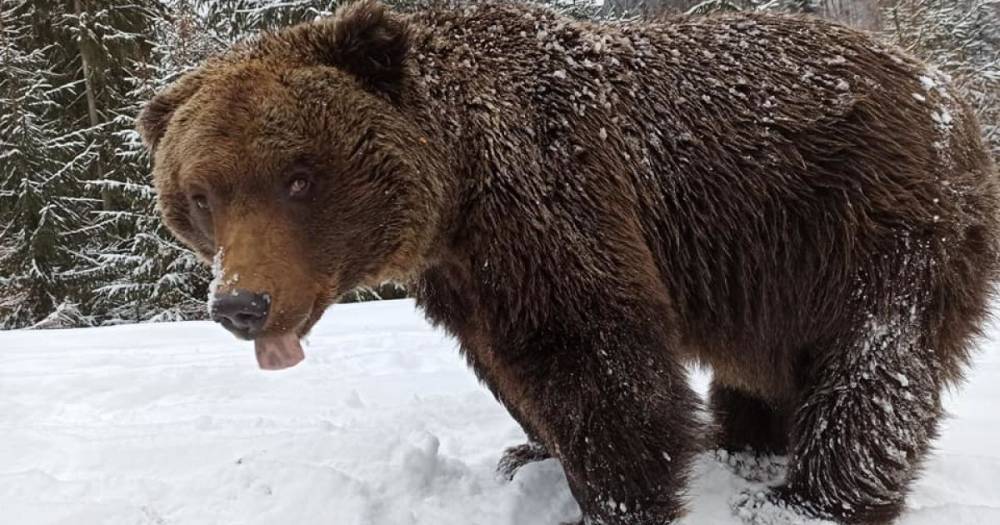 Забавные медведи играют со снегом в Закарпатской области: в Сеть попало видео