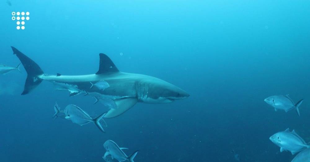 За полвека популяция акул и скатов сократилась на 70%, под угрозой исчезновения находятся 24 вида — ученые
