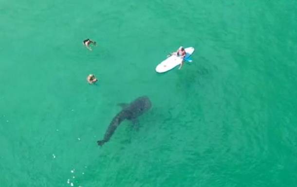 Гигантская акула застряла в камнях возле пляжа