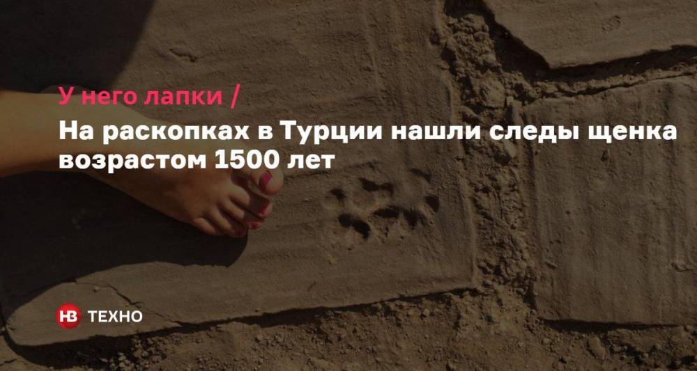 У него лапки. На раскопках в Турции нашли следы щенка возрастом 1500 лет