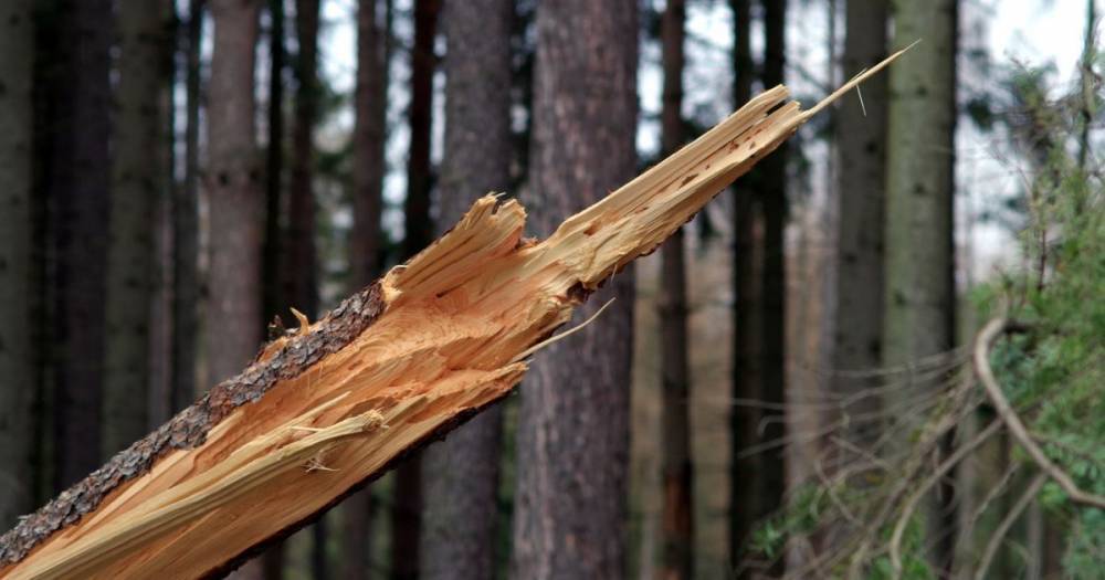 В лесу возле Яремче из-за падения дерева погиб мужчина